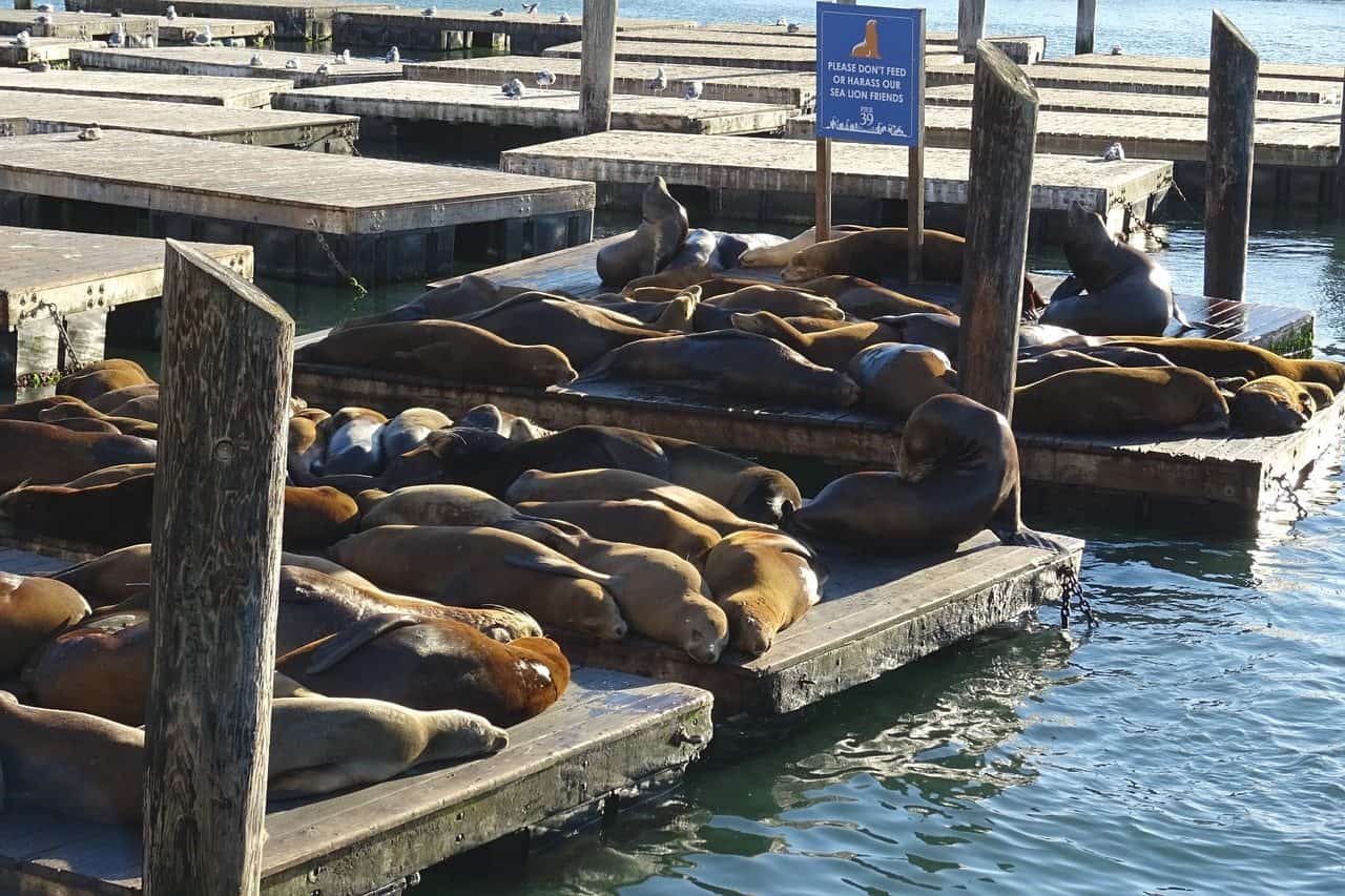 Sehen Sie Seelöwen in San Francisco auf dem perfekten Roadtrip nach Nordkalifornien