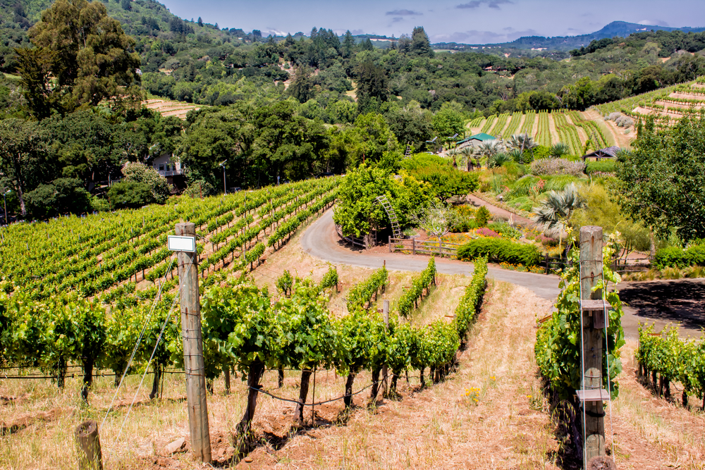 Wineries on The San Francisco Peninsula