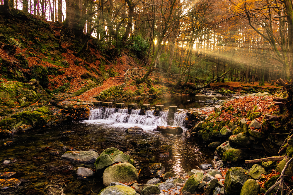 Tollymore Forest in autumn with light coming through the trees and small waterfalls.