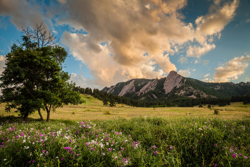 A flower meadow in Chautauqua Park in Boulder, Colorado.
