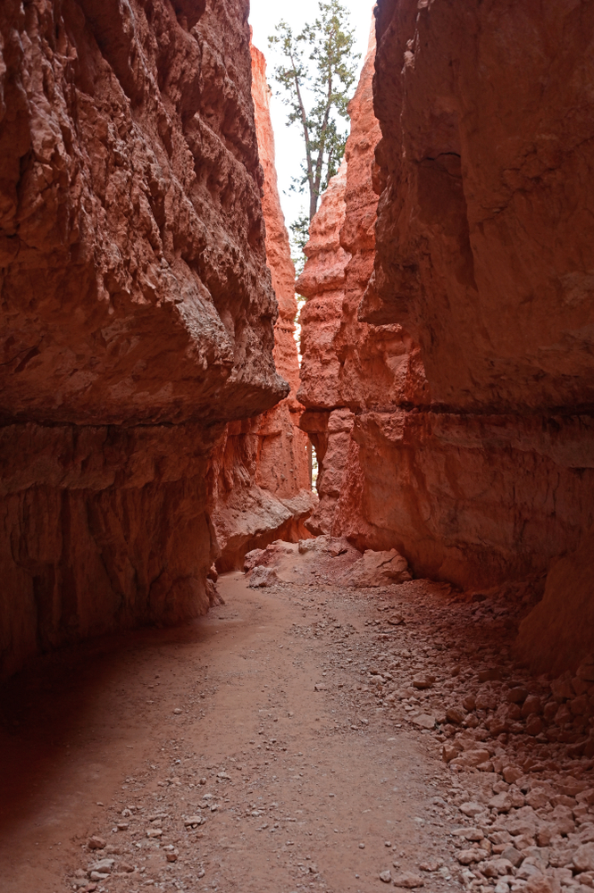 photo of wall street trail one of the things to do in bryce canyon