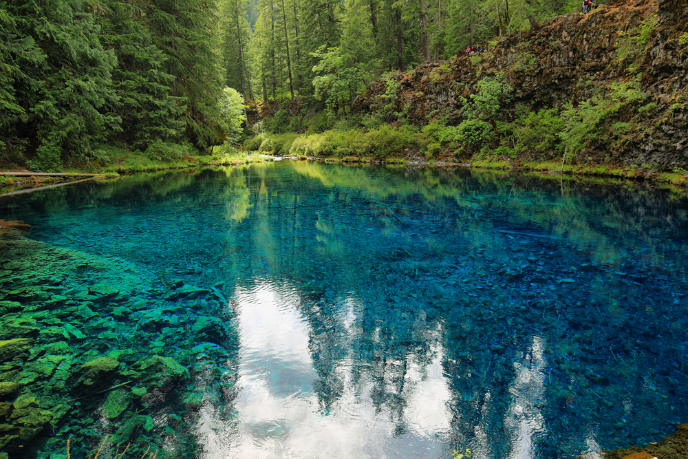 Tamolitch Blue Pool with very calm, clear, and bright blue water surrounded by trees on an Oregon road trip.
