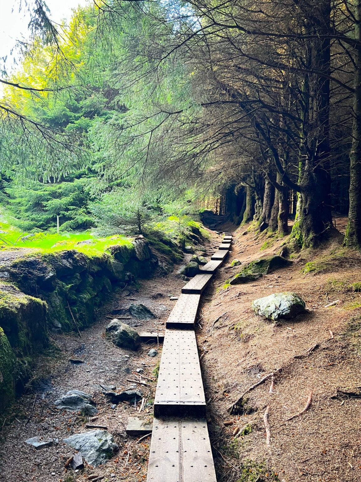 Ballinastoe Woods Boardwalk Ireland Exact Directions Map Follow Me Away