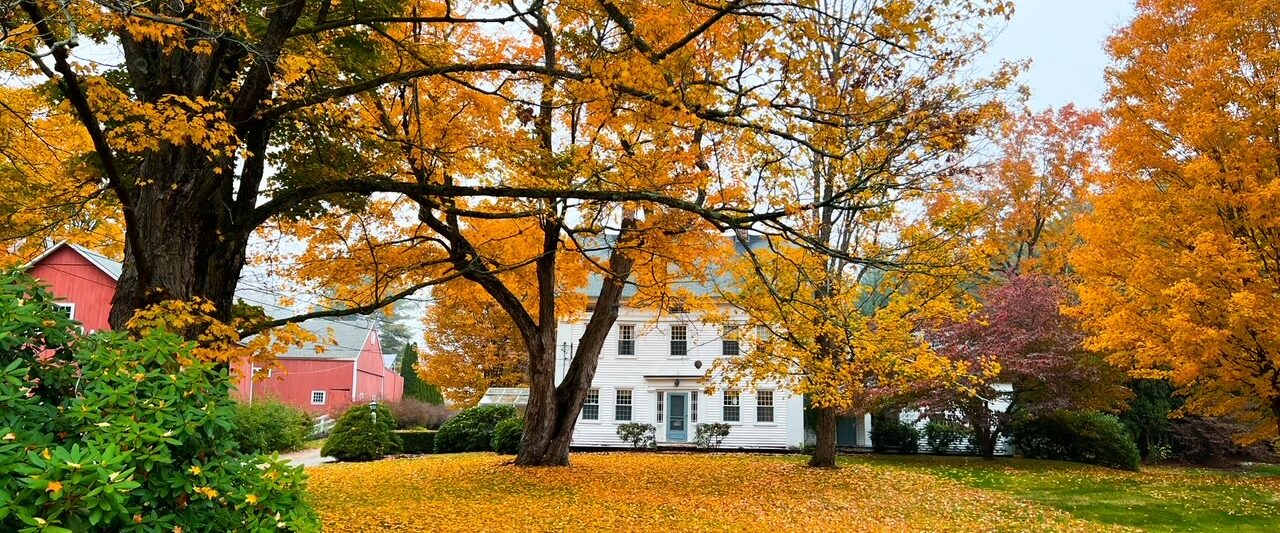 During a Connecticut fall foliage road trip, you can see old, historic white houses with the yellow and orange leaves dawning trees around it.