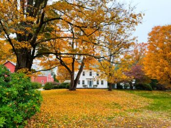 During a Connecticut fall foliage road trip, you can see old, historic white houses with the yellow and orange leaves dawning trees around it.