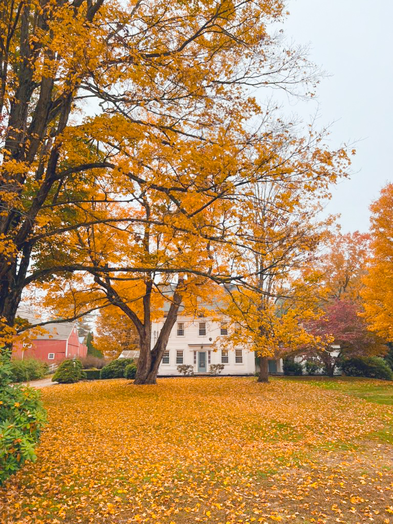 When considering a Connecticut fall foliage road trip, just picture this photo: a white, historic house, whose huge windows look out over the golden yellow leaves of a tall tree. 