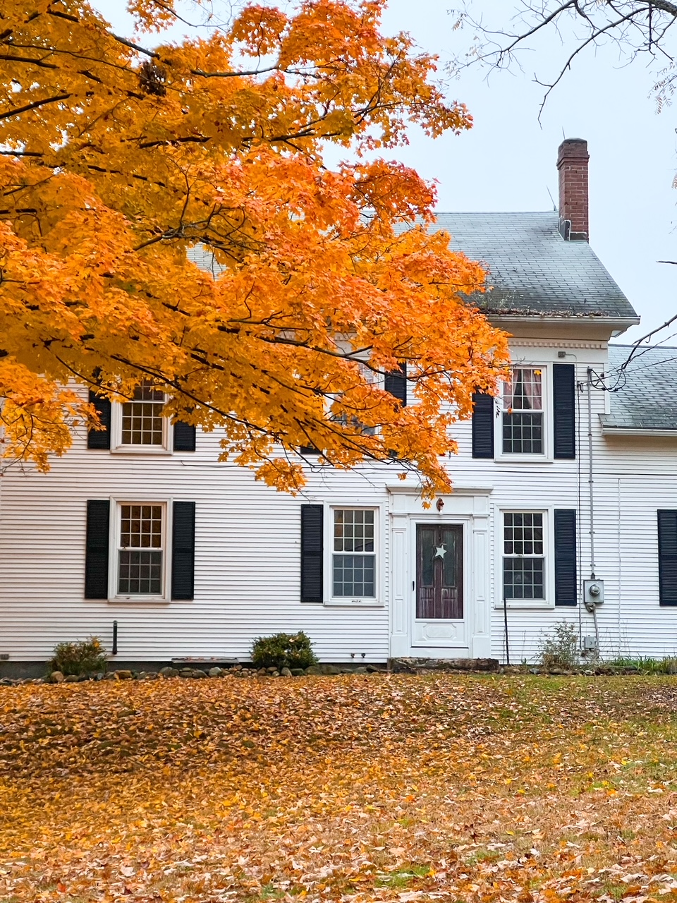 A white, historic home with dark shutters and big windows takes up the background of this photo and yellow, bright leaves on a tree-- which are the iconic symbol of a Connecticut fall foliage road trip-- hangs from the left corner.  