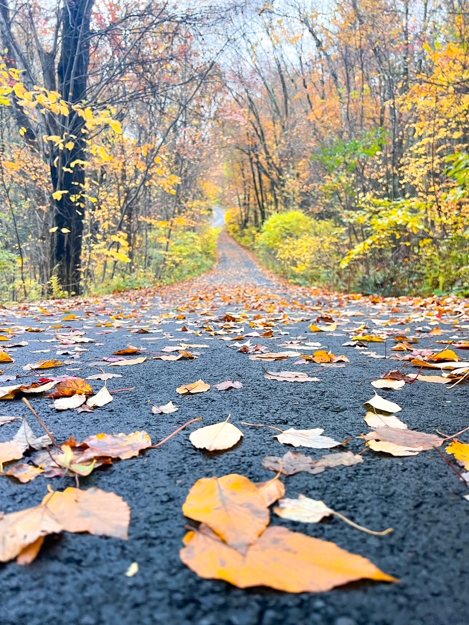 During a Connecticut fall foliage road trip, don't be surprised to see the literal fall foliage on the ground, yellow and orange and brown and red leaves scattered on the roads. 