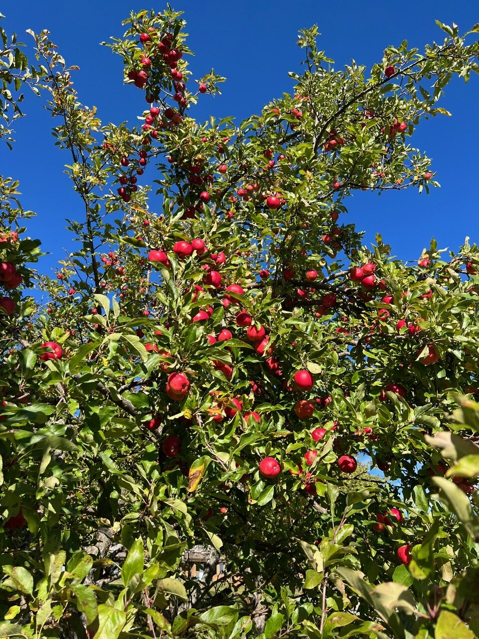 A close up of the apple trees at Stowe Farm adds a bit of fall flare to your New England Fall Foliage Road Trip Itinerary. 