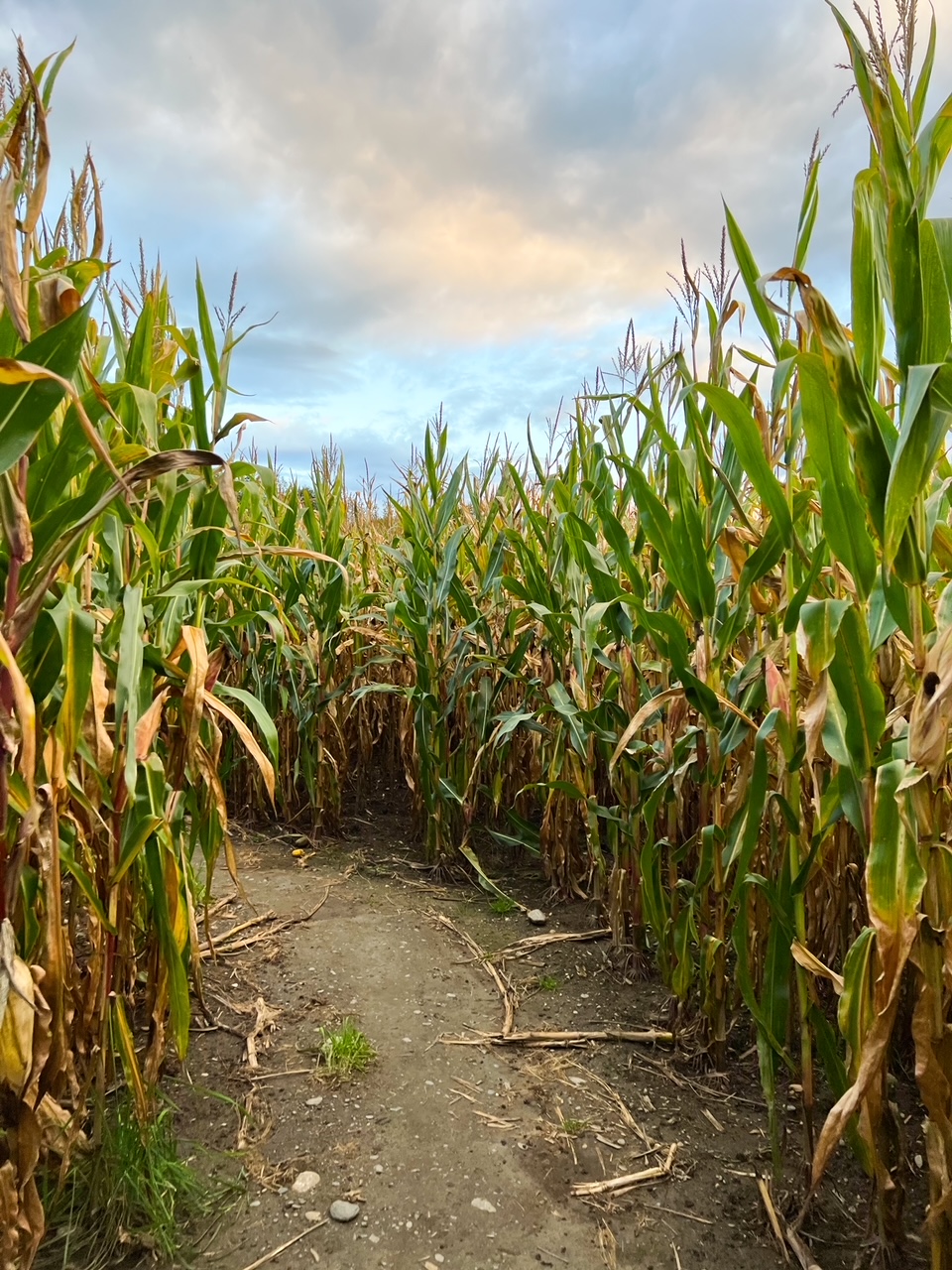 A vertical shot shows the height of corn stalks as they part for a path that allows you to explore the corn mazes that can be added to your New England Fall Foliage Road Trip Itinerary. 