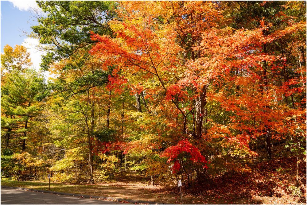 The fall foliage highlights shine in the sun: trees showing off the hues of reds, oranges, yellows and greens. 