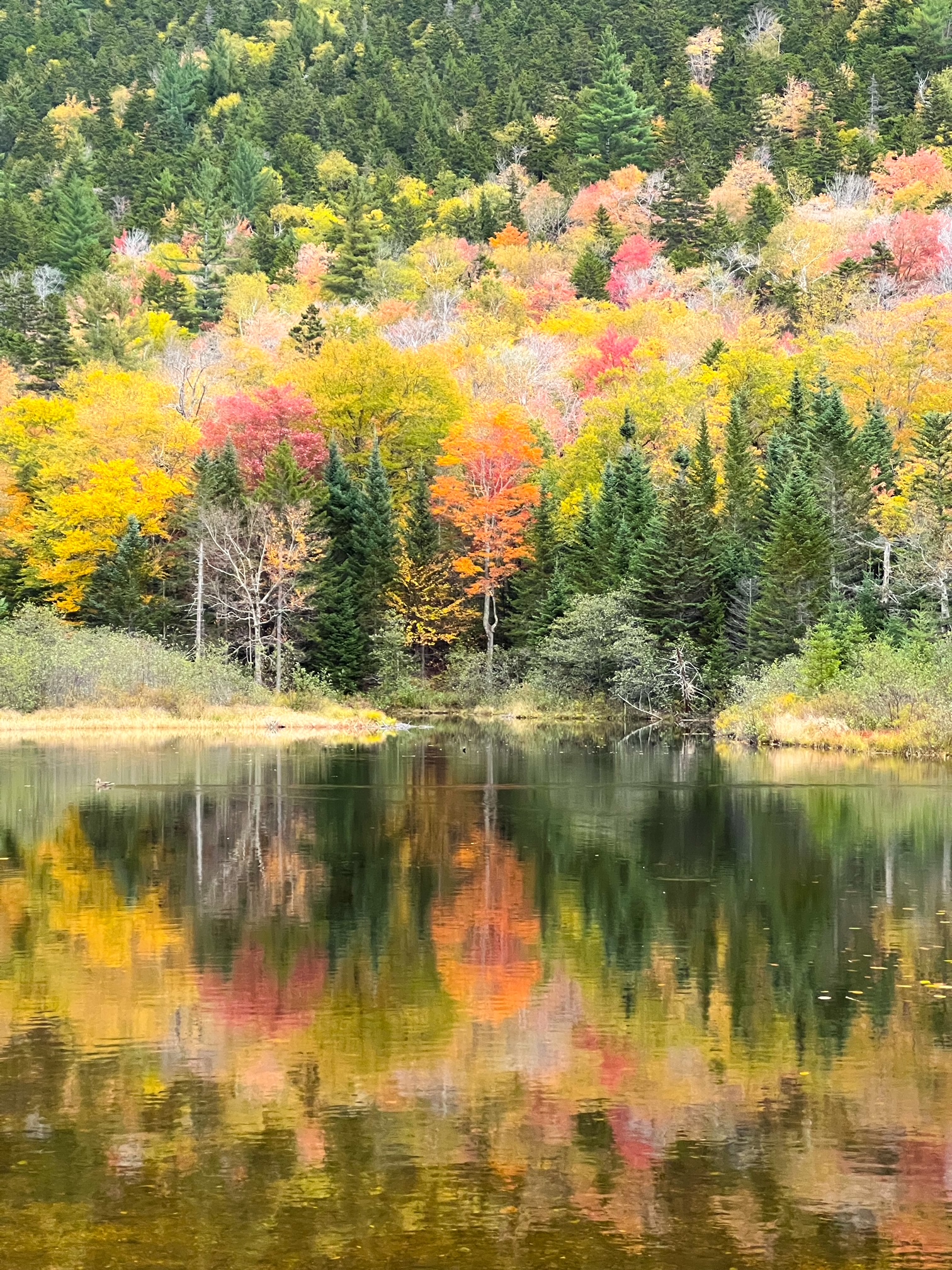 The reflection of the orange, yellow, and green trees of up north  shine in the lake beneath them at Crawford Notch State Park, a must add to your New England Fall Foliage Road Trip Itinerary. 