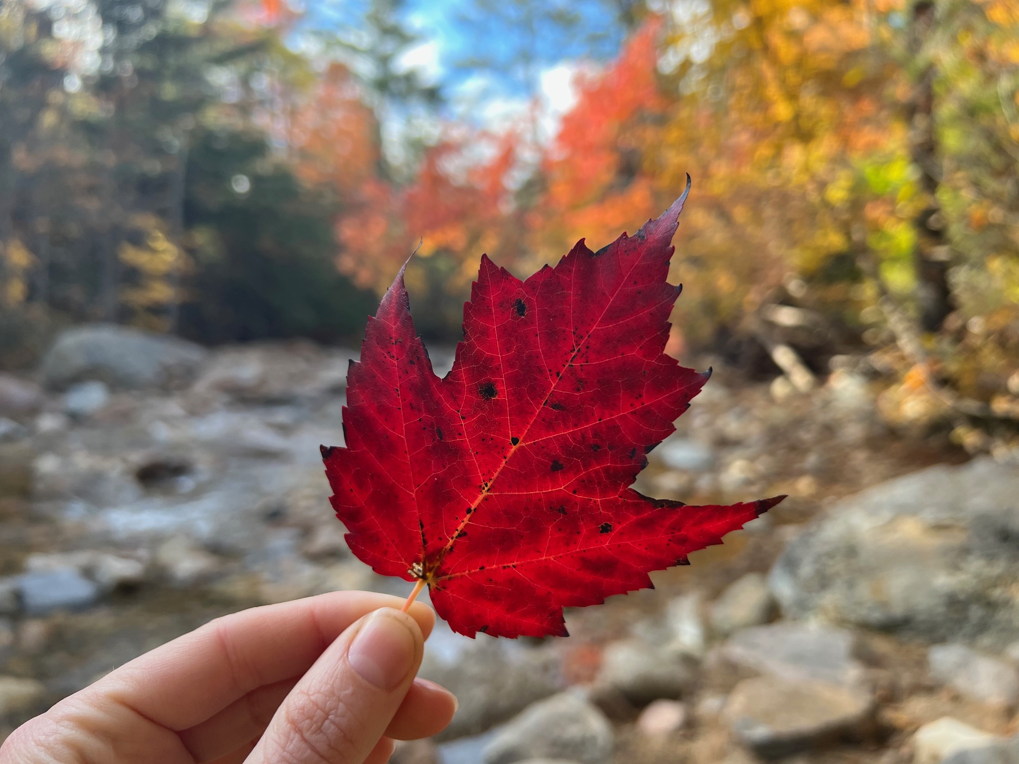 A hand holds a red leaf in the front view of the camera: behind it, the trees and rocks are blurred but prominent in showing a good stop for your New England Fall Foliage Road Trip Itinerary. 