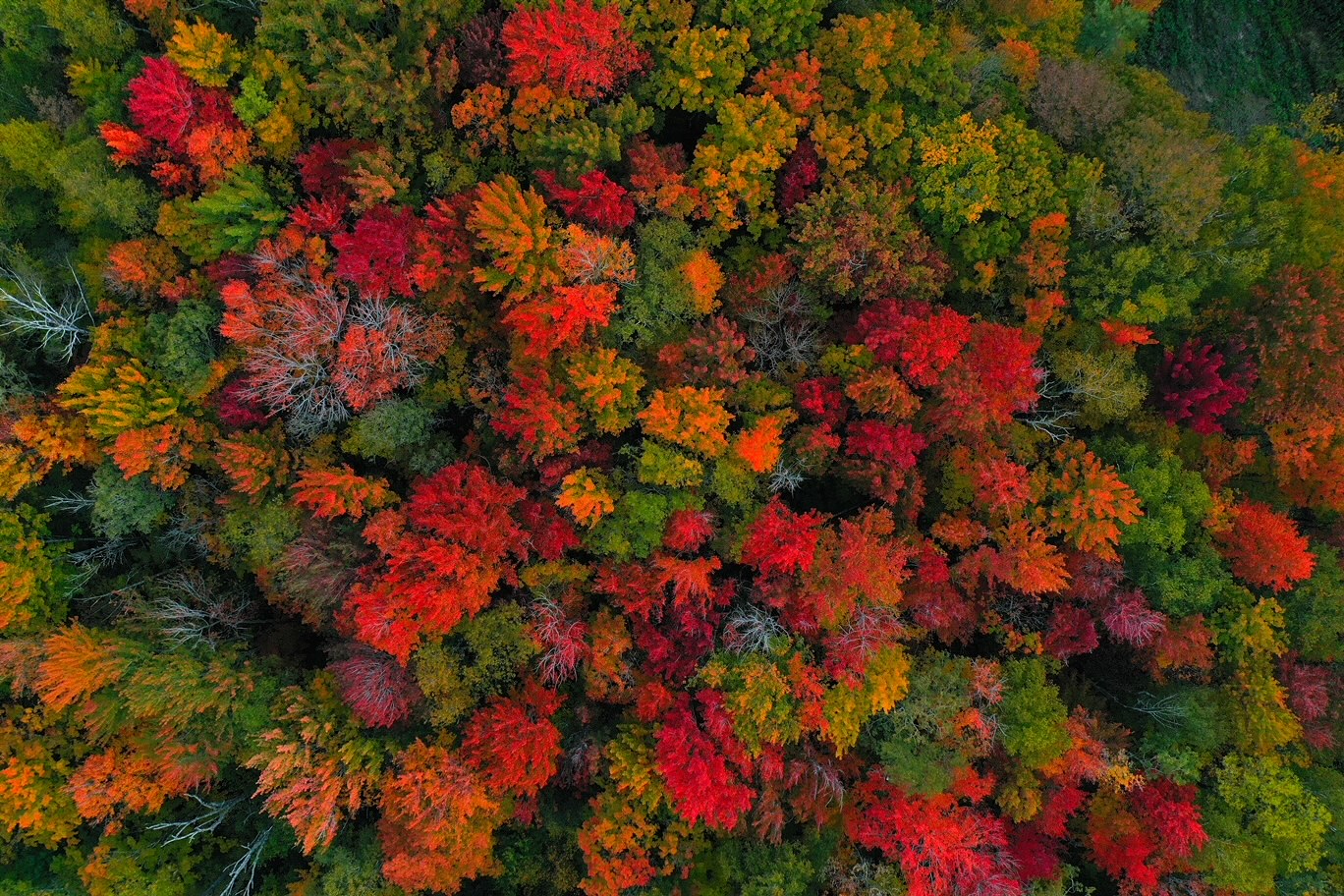 An overhead shot of the trees near Stowe show bright reds and greens as the leaves hit their fall foliage era. 