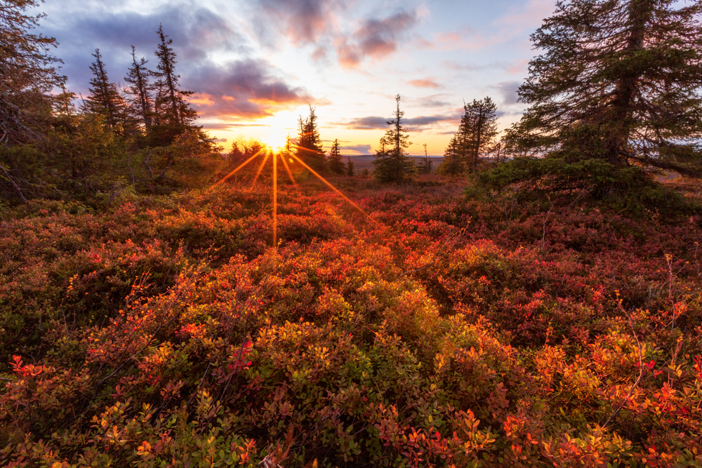 Beautiful sunset in the autumn forest in Lapland, Riisitunturi national park, Finland