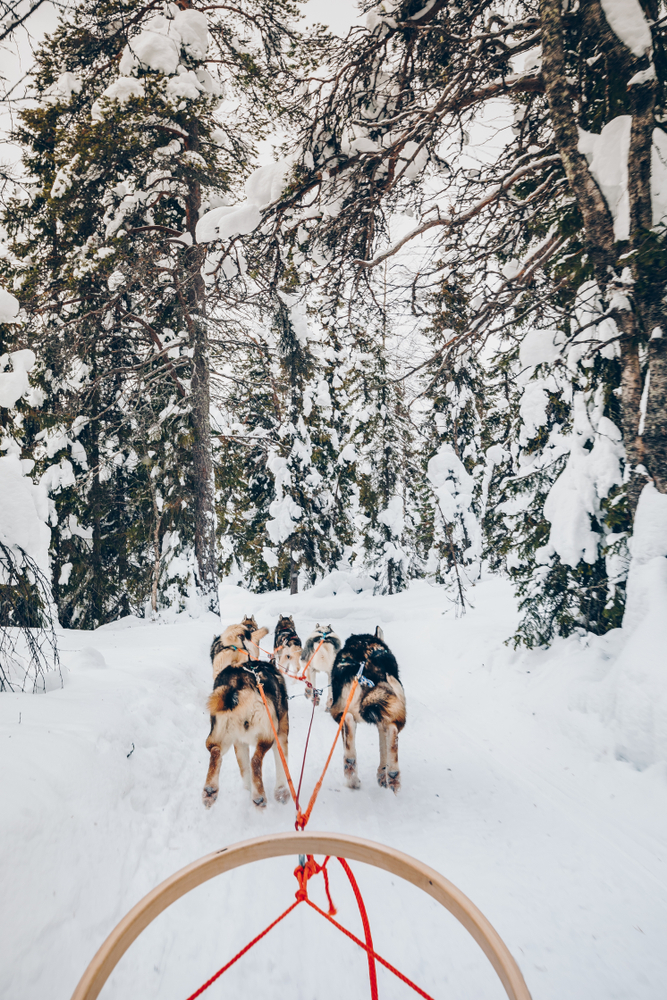 dogs are pulling a sled on a snow covered path, there are snow covered trees all around the trail 