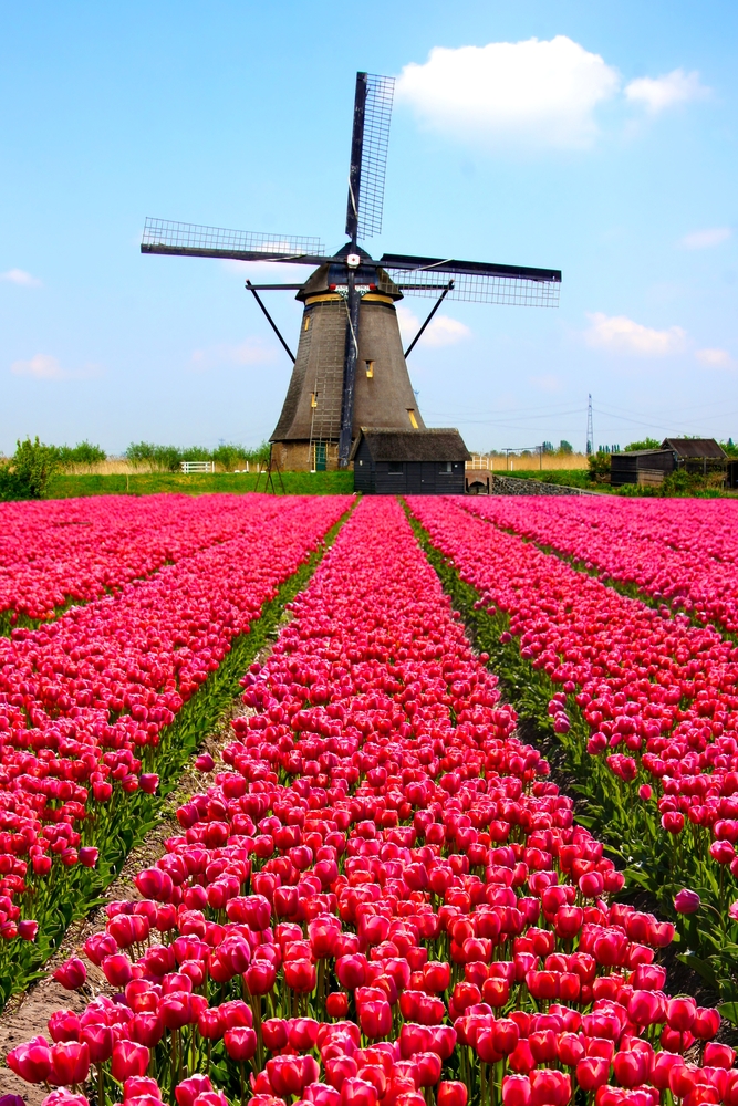 rows of pink tulips in front of a large windmill on a mostly clear day in the netherlands