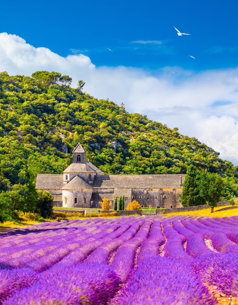 rows of lavender are in front of a stone building which is in front of a tree covered mountain 