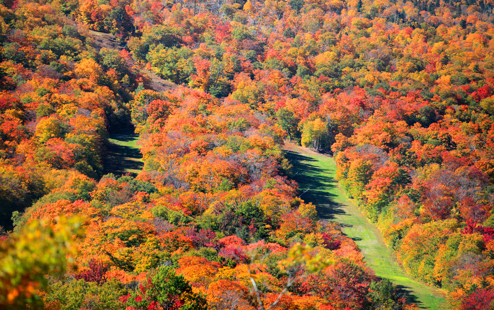 Taking a Stowe Gondola allows you to get to the top of mountains and see stunning views like this one: the green lands are outshined by the foliage of reds and oranges. 