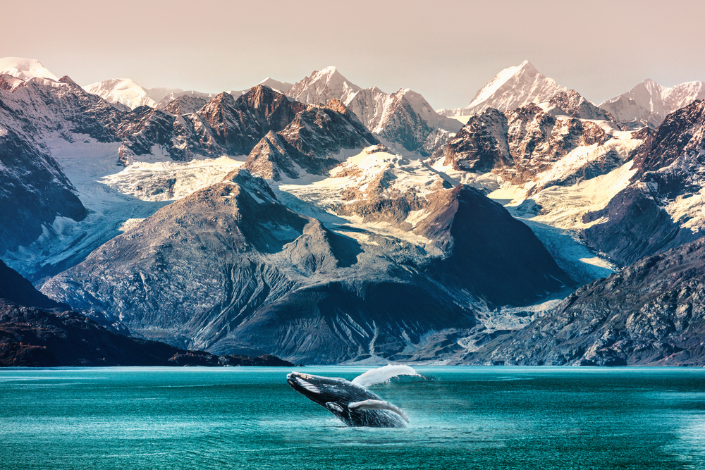 Alaska is without a doubt one of the prettiest sates in the USA: just look at this photo: snowy mountains and blue-green water with a breeching humpback whale. 