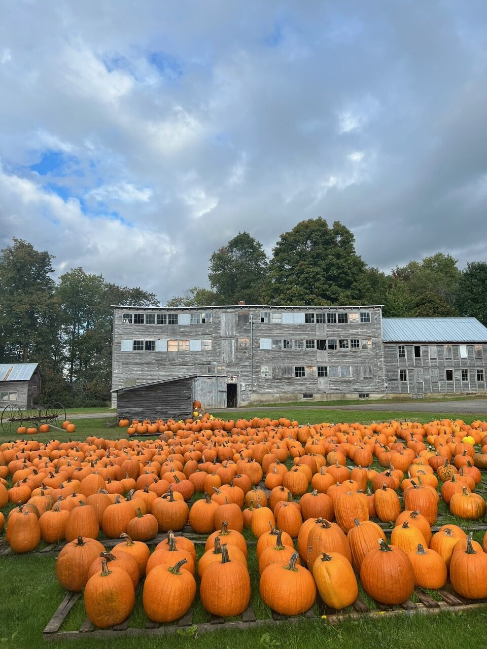 Tons of orange pumpkins line the Percy Farm Corn Maze during the fall: you can also explore the corn areas here too!