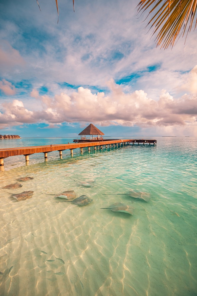 Fantastic sunset beach shore, shallows with sting rays and sharks in Maldives islands.