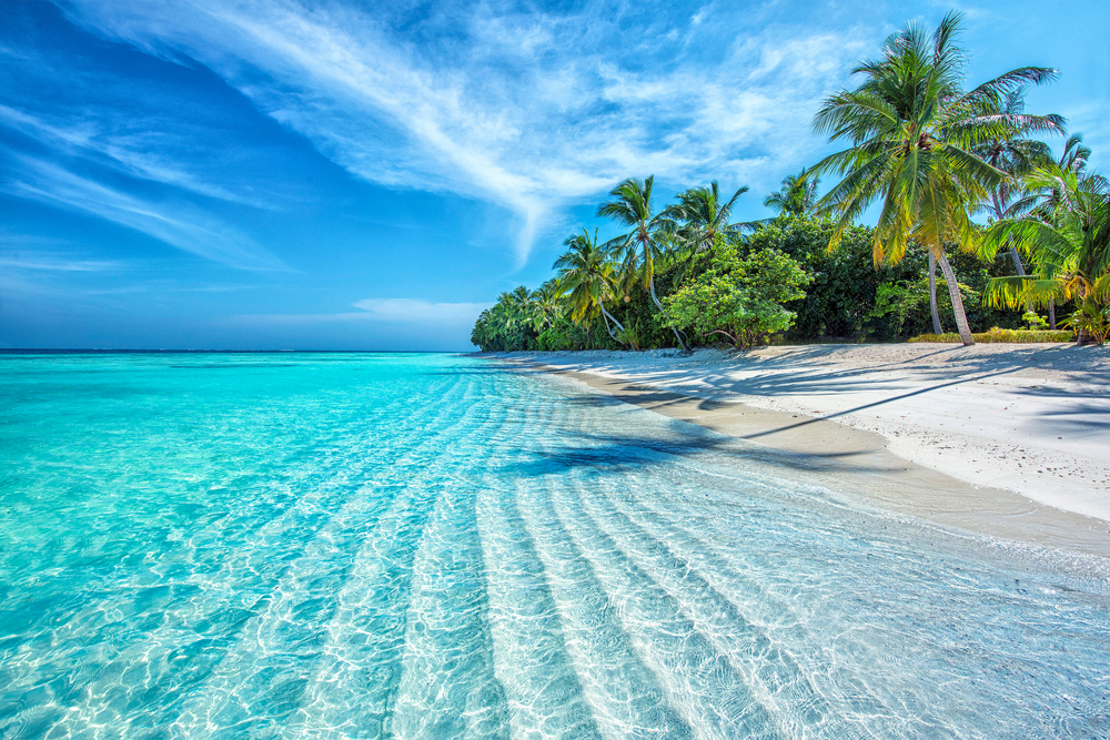 Maldives Islands Ocean Tropical Beach with palm trees and a blue ocean. 