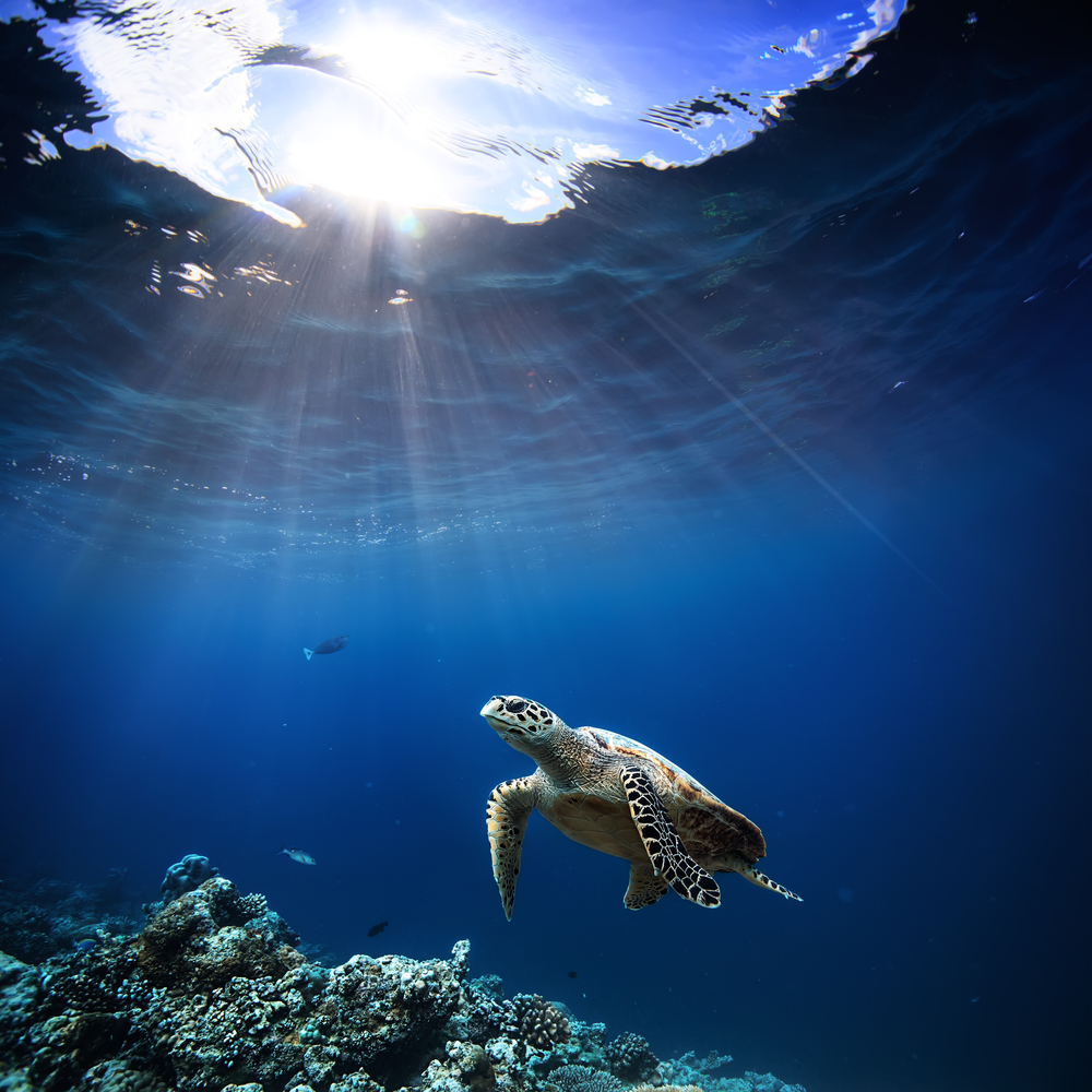 Sea turtle floating over beautiful natural ocean background. Coral reef lit with sunlight trough water surface.