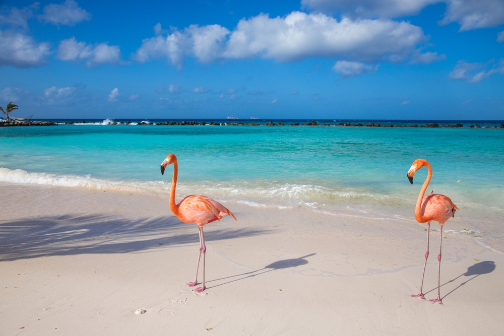 the flamingos at the beach In Aruba