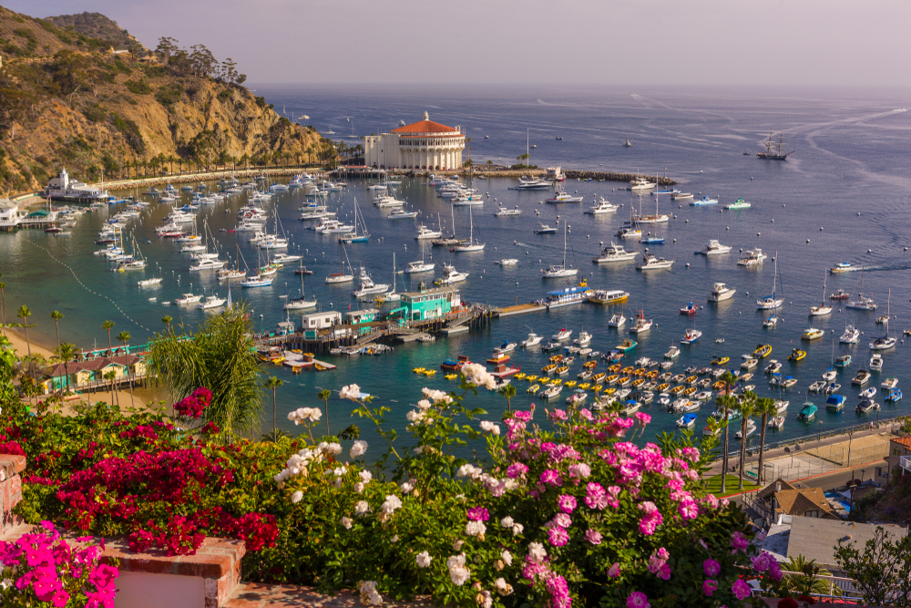 an aerial view of a harbor filled with boats and flowers in the foreground and the Catalina Casino in the background in Avalon, California