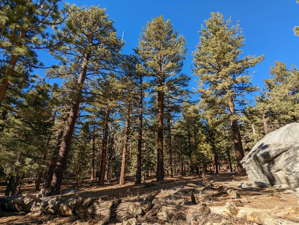 a forest of evergreen trees and a boulder to the right in Idyllwild, California