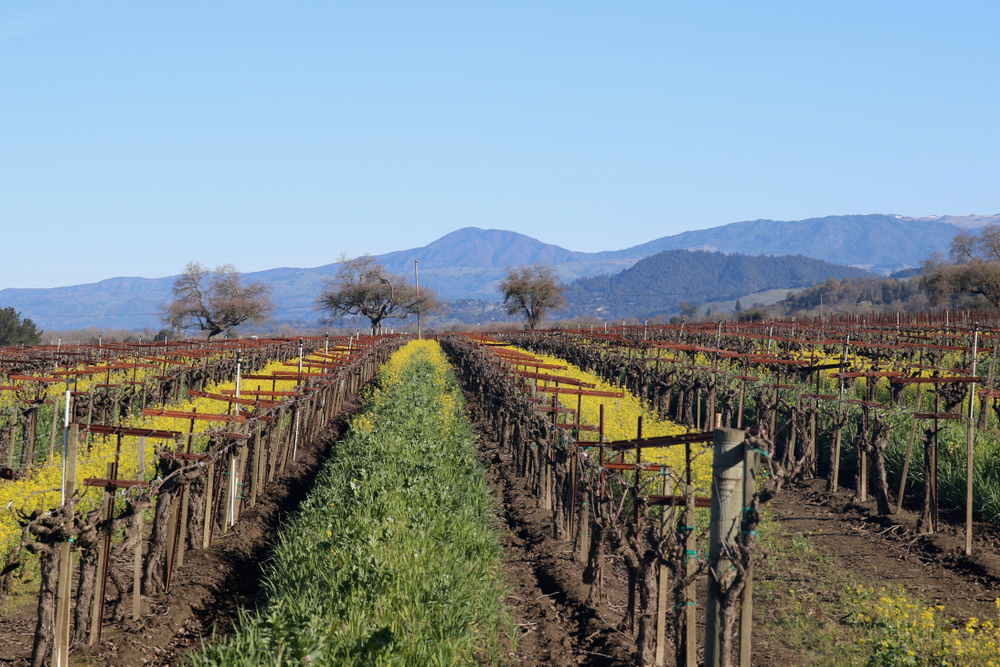 rows of crops growing at a vineyard in the foreground with mountains in the background in Windsor, California