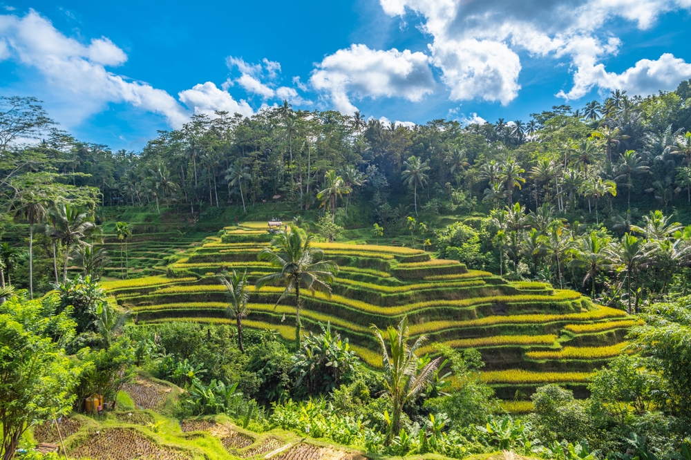 Tegallalang Rice Terrace in Bali, Indonesia. You can see the fields and trees. 