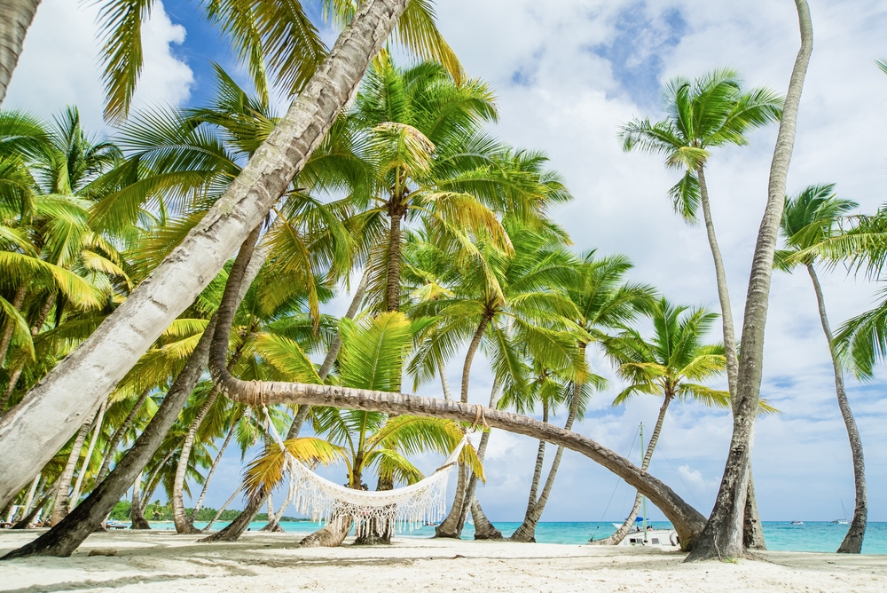 ocean shore, dead calm, cuba, atlantic ocean, caribbean sea, miami, florida, palm trees on the shore of the dominican republic,