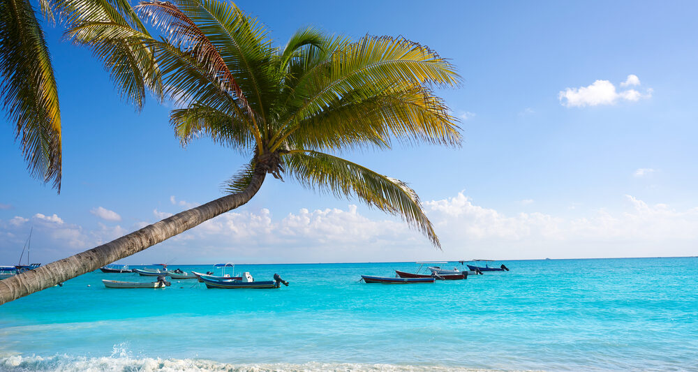 stunning blue water on a beach with a palm tree and blue sky with small white clouds in the background