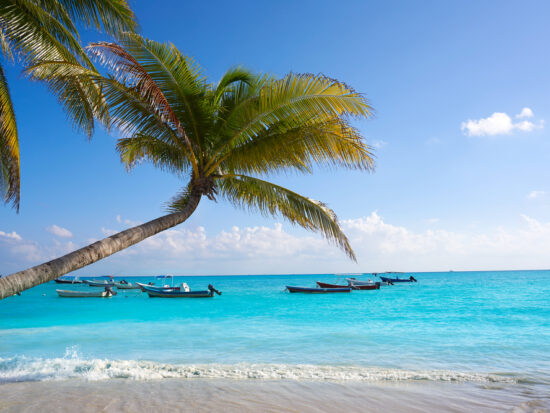 stunning blue water on a beach with a palm tree and blue sky with small white clouds in the background