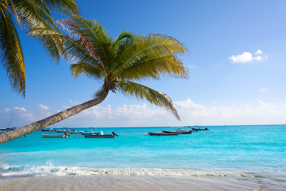 Playa del Carmen beach palm trees in Riviera Maya Caribbean of Mexico